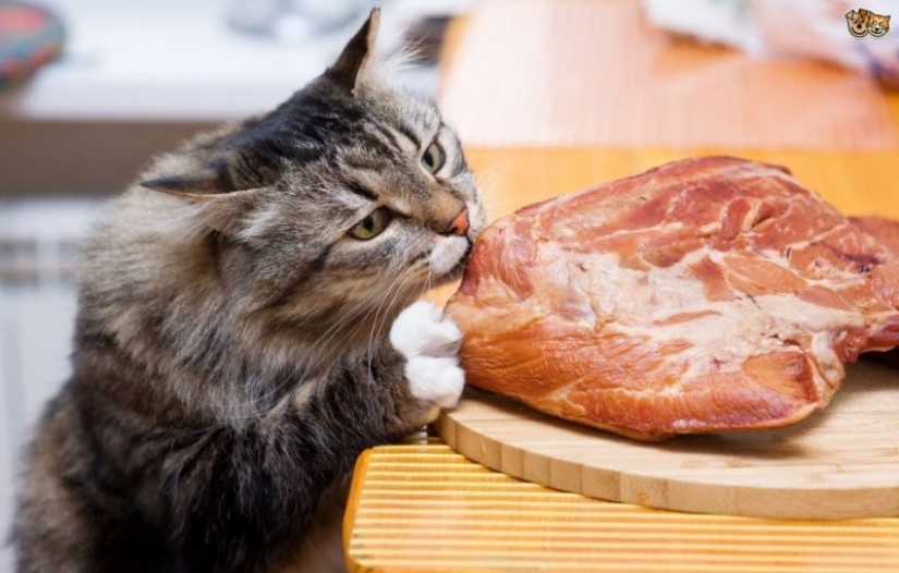 Los gatos vegetarianos en el reino unido es ilegal