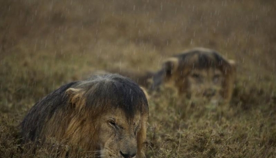 Los grandes felinos que sólo quiere hacer el habitual gato tareas