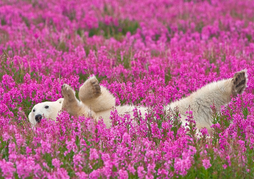 Los osos polares no están en la nieve, pero en los colores que usted nunca ha visto