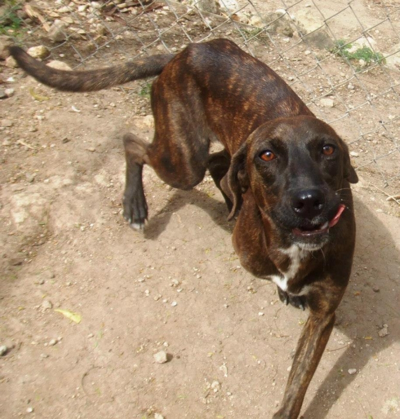 Los perros callejeros antes y después de refugio