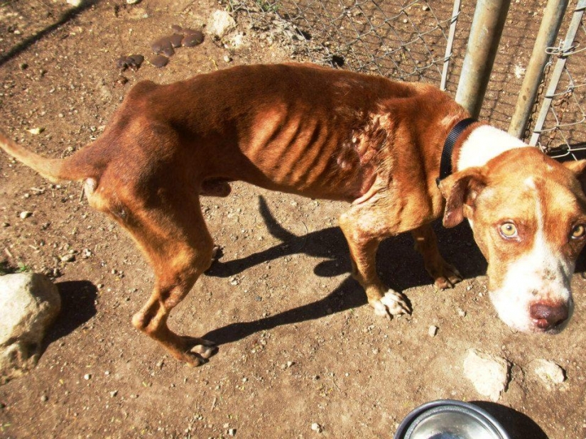 Los perros callejeros antes y después de refugio