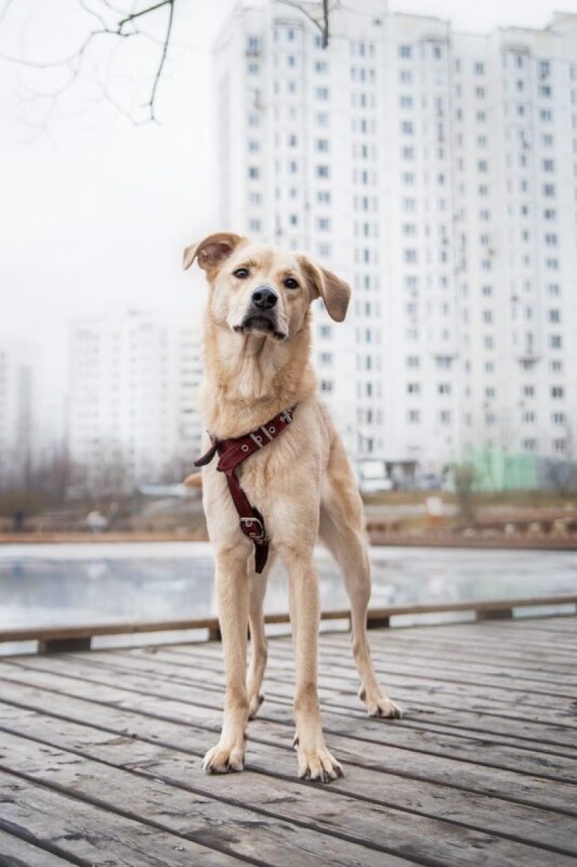 Los perros y gatos que buscan un hogar