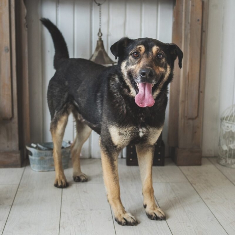 Los perros y gatos que buscan un hogar