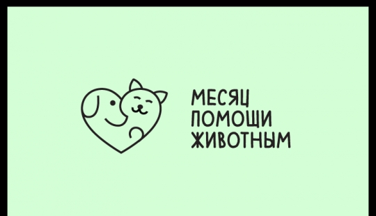 Los perros y gatos que buscan un hogar