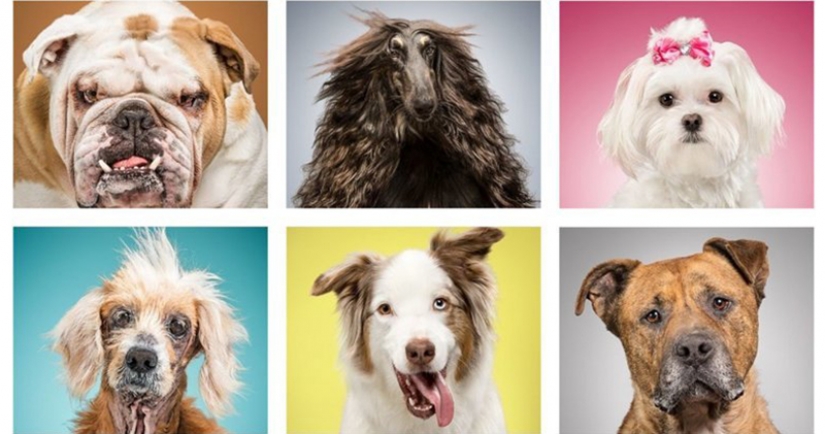 Los perros y sus posesiones: American reveló la esencia de la vida de un perro