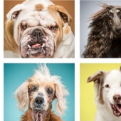 Los perros y sus posesiones: American reveló la esencia de la vida de un perro