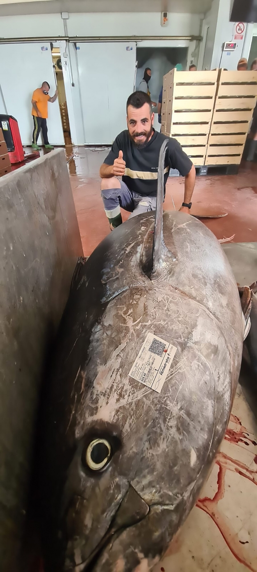 Los pescadores españoles han cogido de atún-campeón