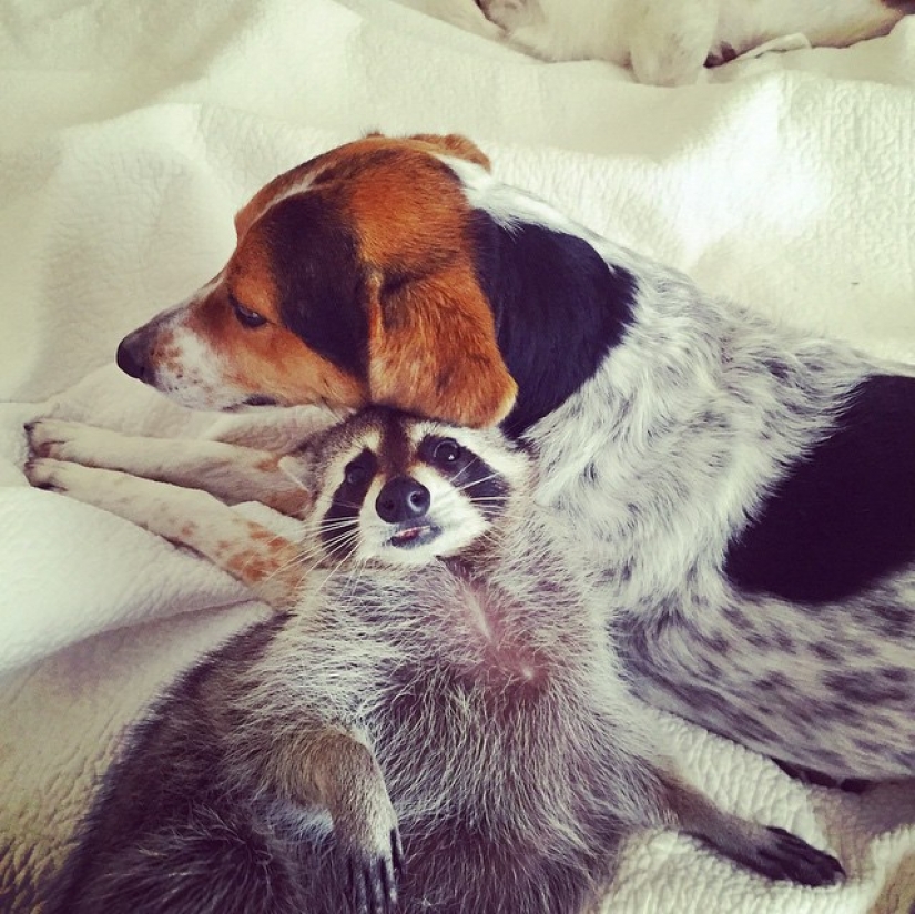 Los rescatados mapache que cree que es un perro