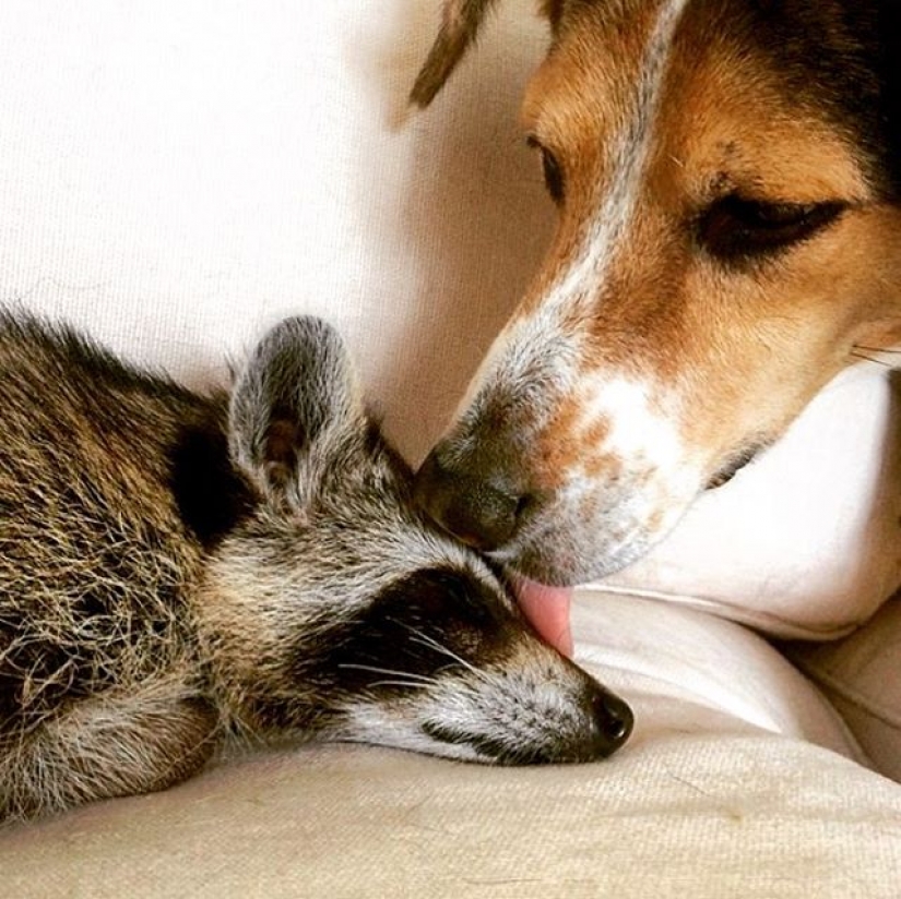 Los rescatados mapache que cree que es un perro