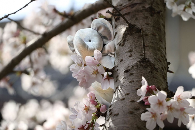 Lost Teddy elephant travels the world