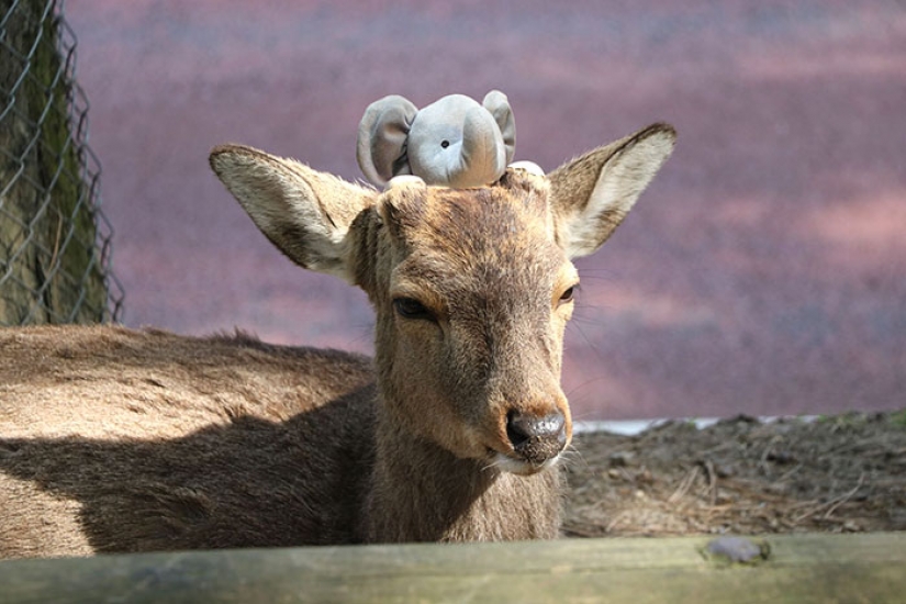 Lost Teddy elephant travels the world