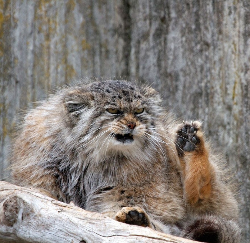 Manul — the most expressive cat in the world