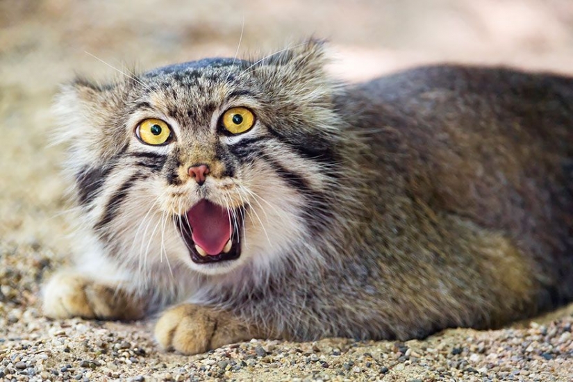 Manul — the most expressive cat in the world