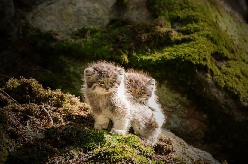 Manul — the most expressive cat in the world