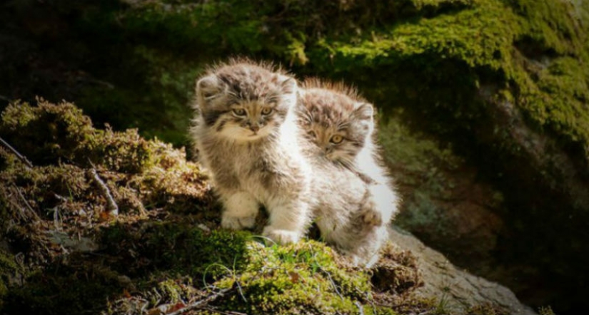 Manul The Most Expressive Cat In The World Pictolic