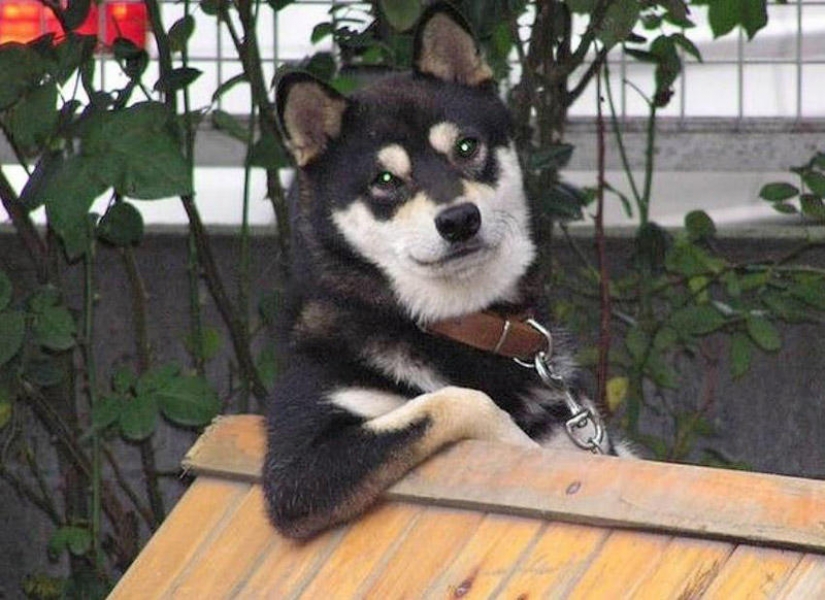 Maravilloso perro de la raza Shiba inu