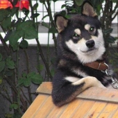 Maravilloso perro de la raza Shiba inu