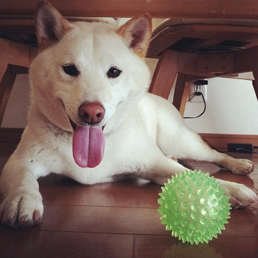 Maravilloso perro de la raza Shiba inu