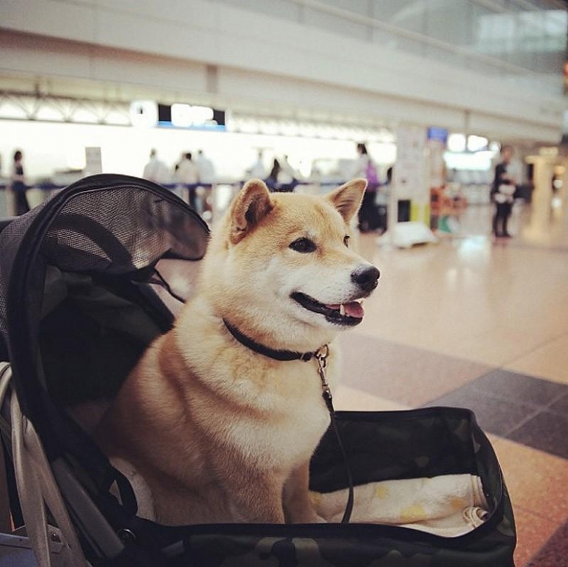 Maravilloso perro de la raza Shiba inu