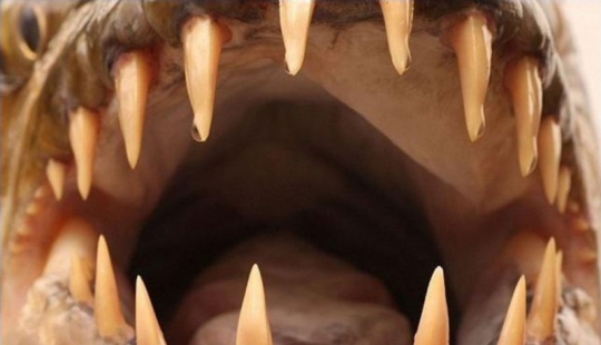 Monstruo de agua de África — pez tigre Goliat