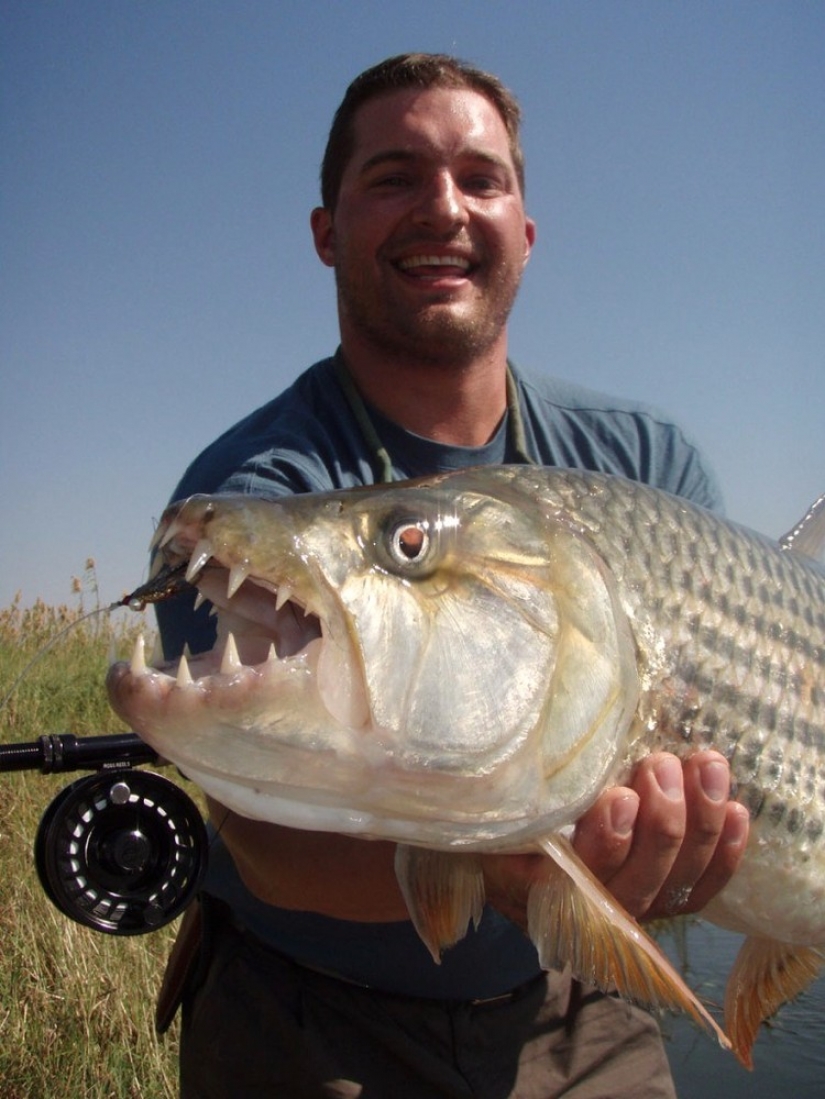 Monstruo de agua de África — pez tigre Goliat