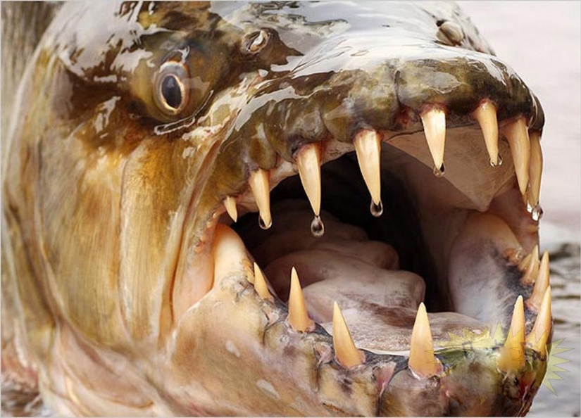 Monstruo de agua de África — pez tigre Goliat