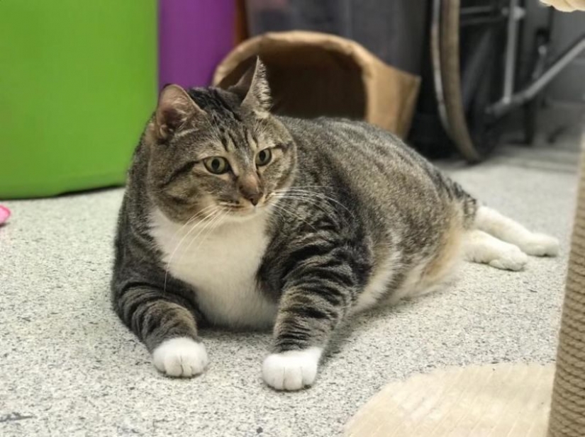 Muy fat cat Donut encontrado una nueva familia después de que la azafata le entregó al refugio