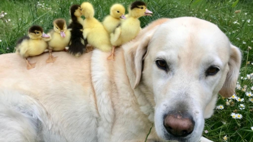 No hay otros niños, el perro se convirtió en un padre adoptivo para huérfanos de los patos