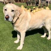 No hay otros niños, el perro se convirtió en un padre adoptivo para huérfanos de los patos