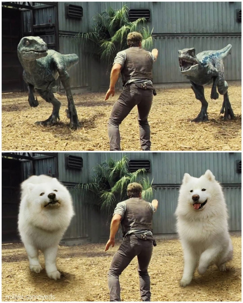 Now we know how would look like the Terminator if he played Samoyed