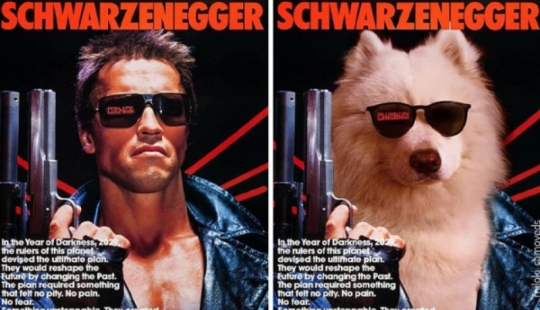 Now we know how would look like the Terminator if he played Samoyed