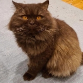 On the coast of Britain found the cat from Russia who has overcome more than 3 000 km