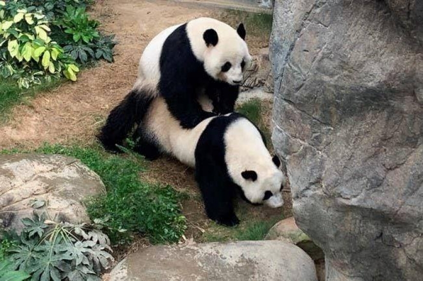 Panda en el zoo de Hong Kong han utilizado cuarentena y mate por primera vez en 10 años