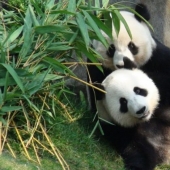 Panda en el zoo de Hong Kong han utilizado cuarentena y mate por primera vez en 10 años