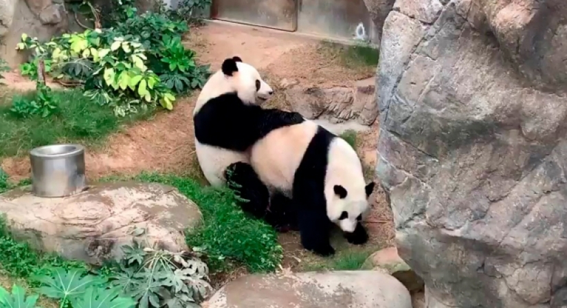 Panda en el zoo de Hong Kong han utilizado cuarentena y mate por primera vez en 10 años