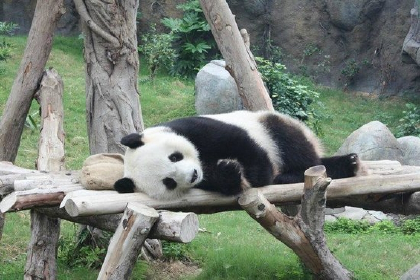Panda en el zoo de Hong Kong han utilizado cuarentena y mate por primera vez en 10 años