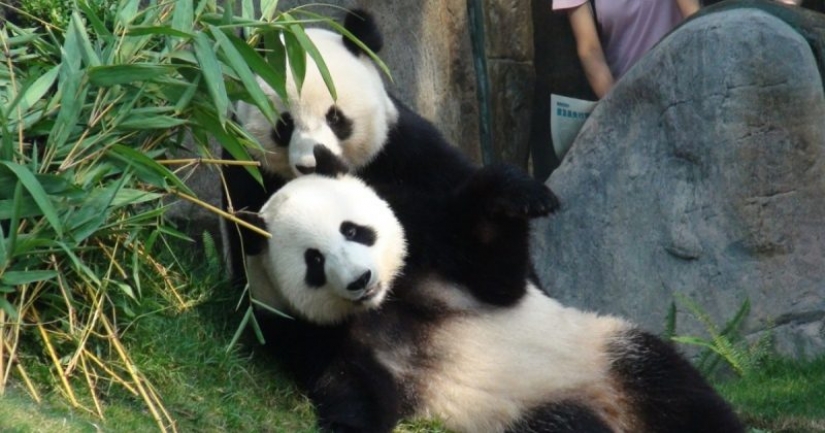 Panda in zoo Hong Kong have used quarantine and mate for the first time in 10 years