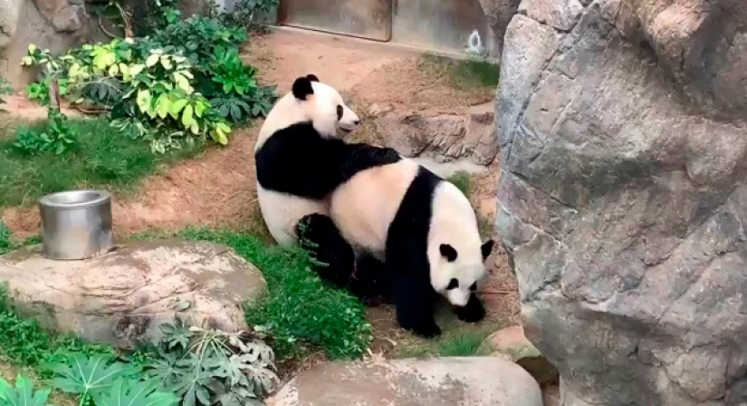 Panda in zoo Hong Kong have used quarantine and mate for the first time in 10 years