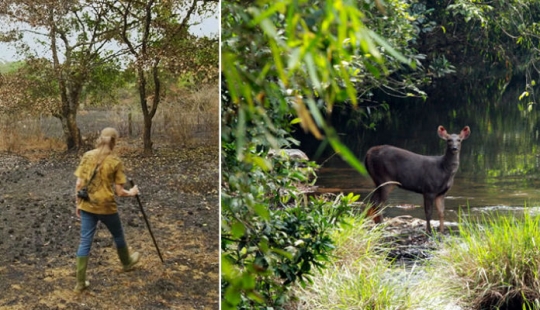 Pareja de 26 años que pasó en la restauración de la reserva, cuando un bosque tropical