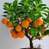 Passion fruit, lemons, figs and other fruits that can be grown in your apartment or at work