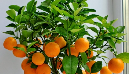 Passion fruit, lemons, figs and other fruits that can be grown in your apartment or at work Passion fruit, lemons, figs and other fruits that can be grown in your apartment or at work