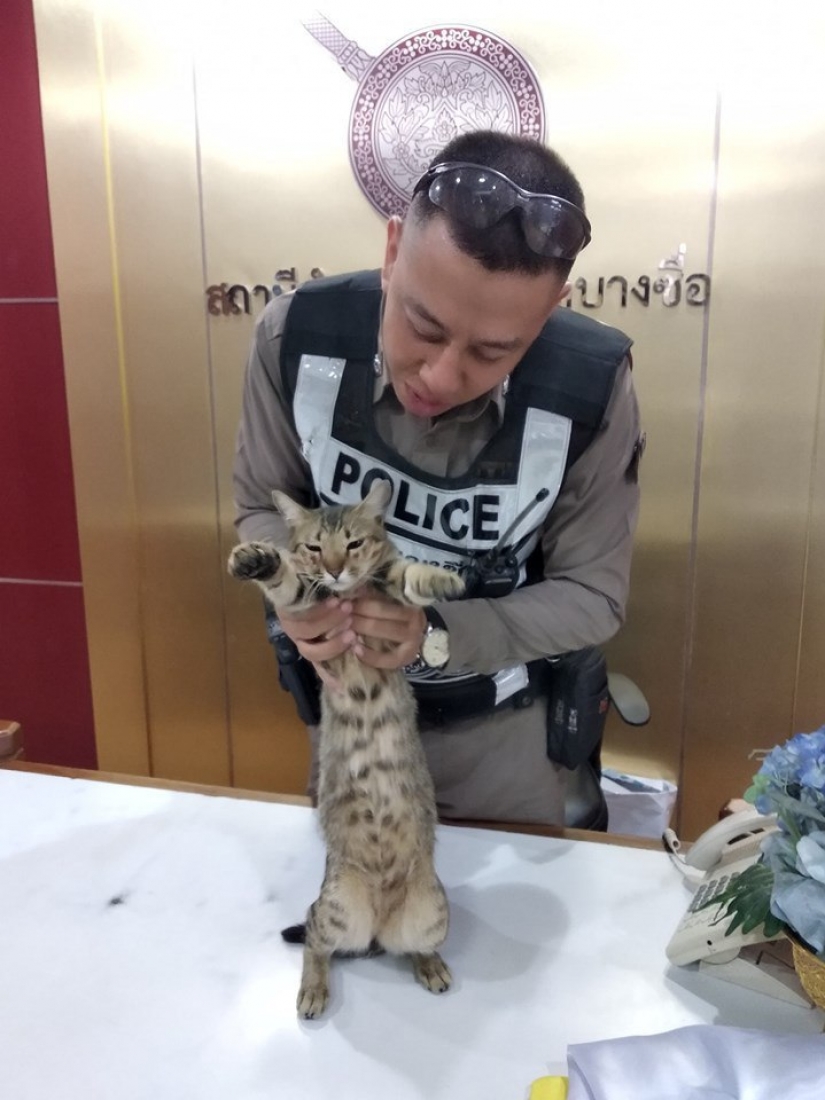 Peludos de la policía en Tailandia, en la estación de policía es el gato