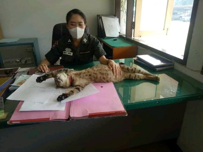 Peludos de la policía en Tailandia, en la estación de policía es el gato