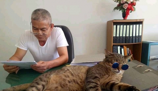 Peludos de la policía en Tailandia, en la estación de policía es el gato