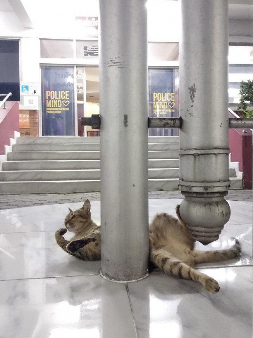 Peludos de la policía en Tailandia, en la estación de policía es el gato