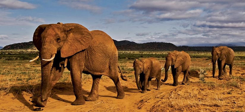 Perdida de Peluche elefante viaja por el mundo