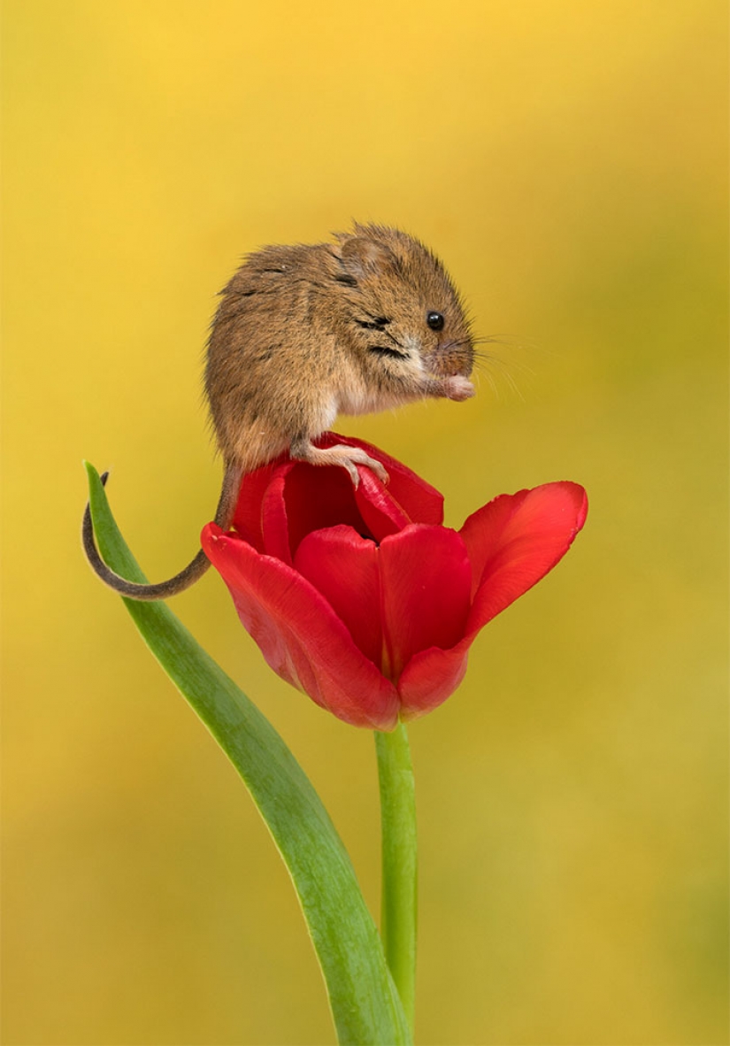 Photographer shot as mouse-baby hiding in the tulips, and we can't stop looking at it