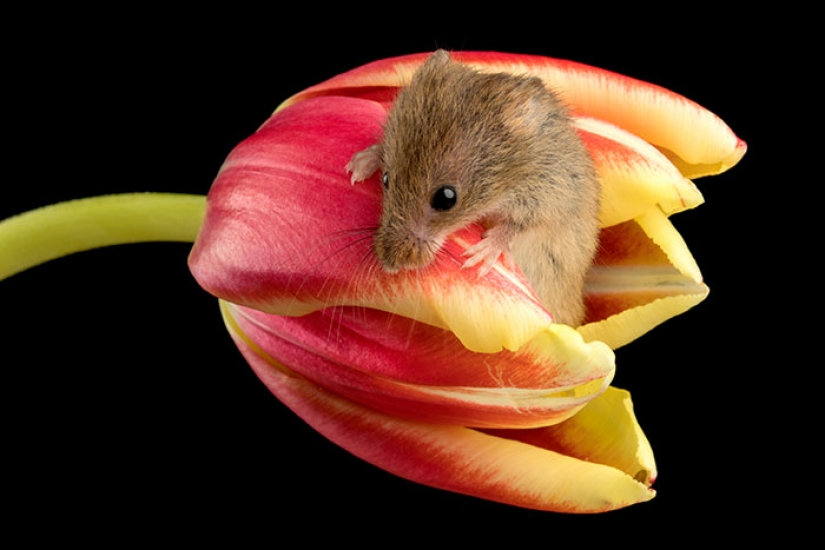 Photographer shot as mouse-baby hiding in the tulips, and we can't stop looking at it