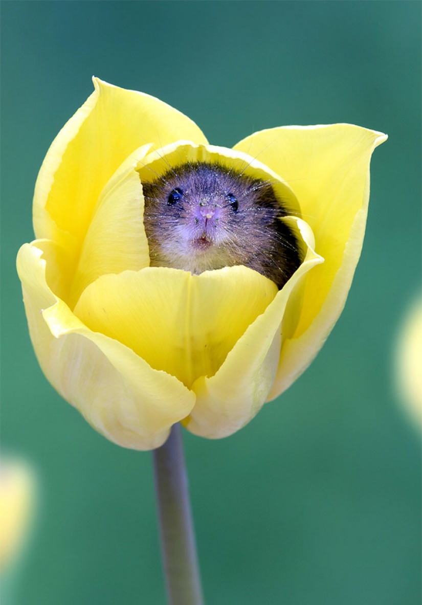 Photographer shot as mouse-baby hiding in the tulips, and we can't stop looking at it