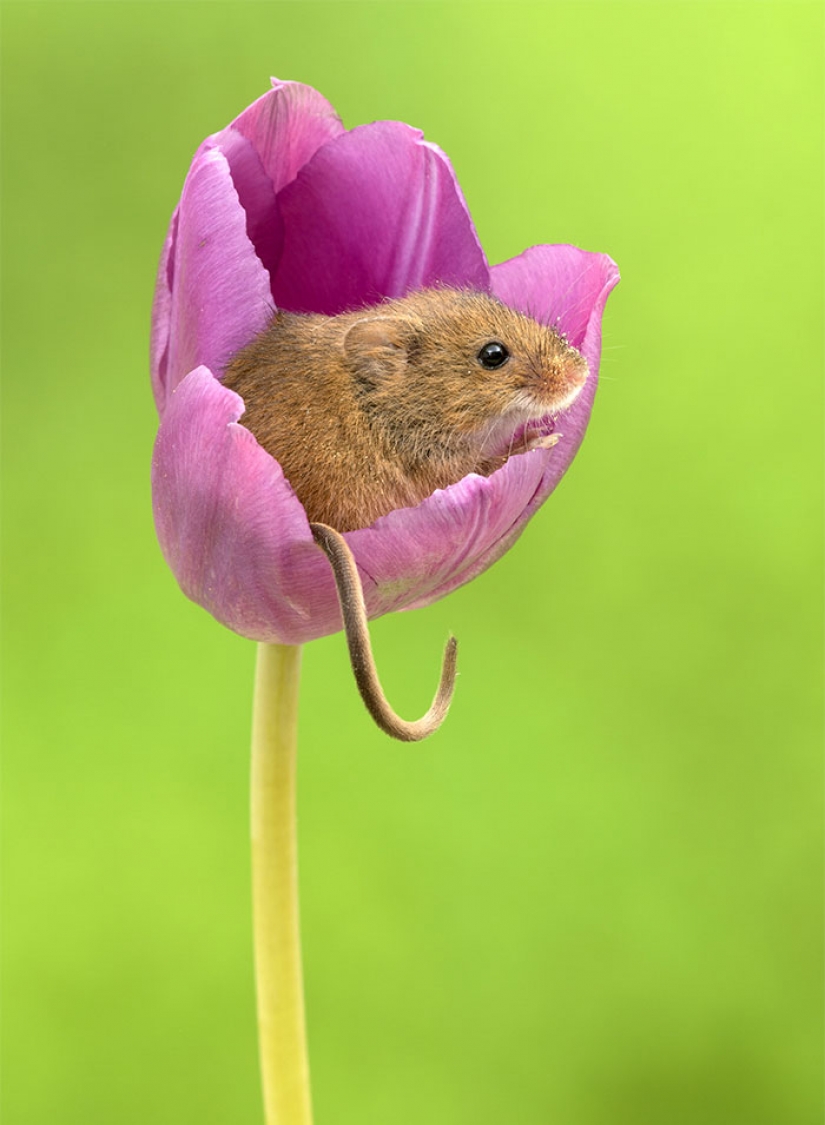 Photographer shot as mouse-baby hiding in the tulips, and we can't stop looking at it